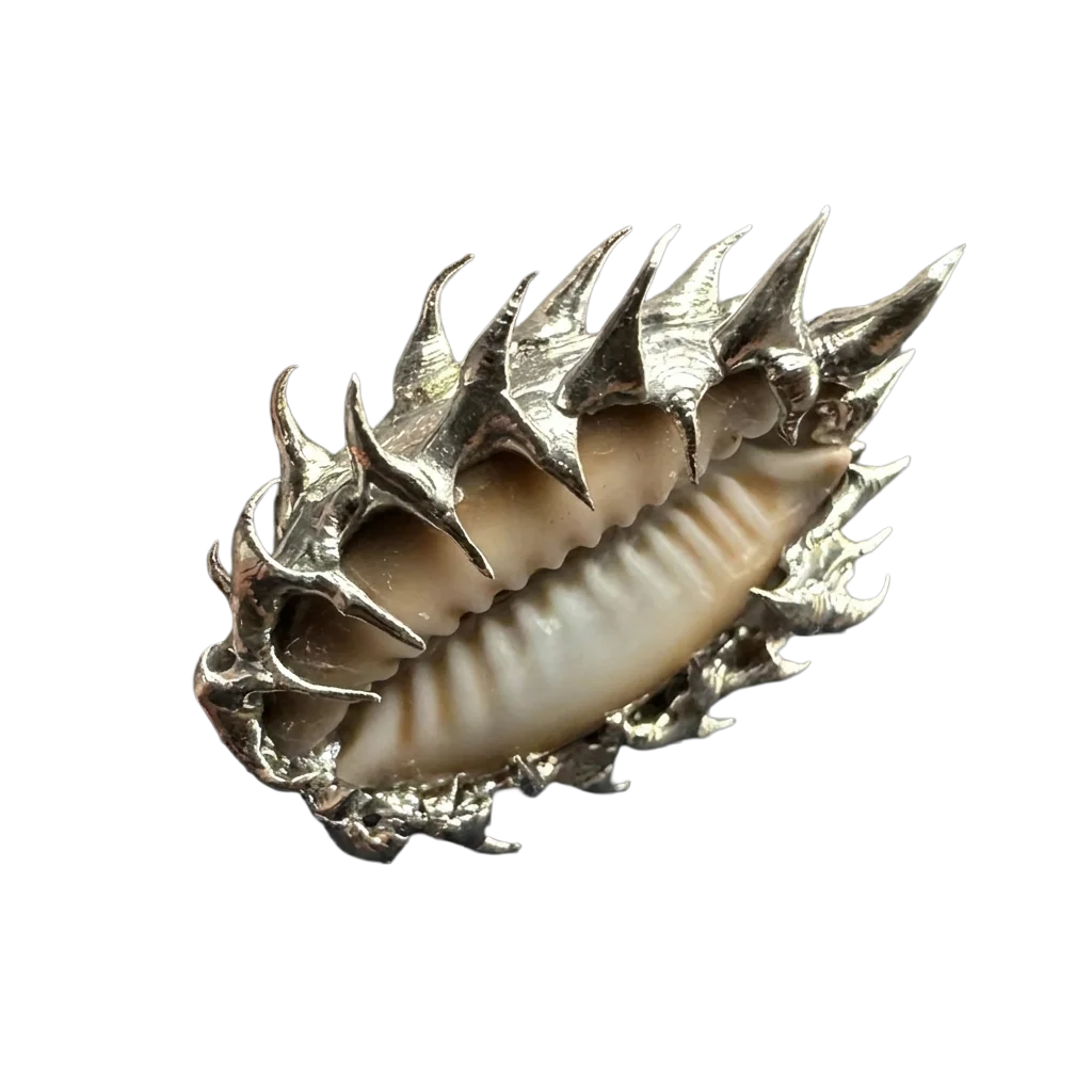 The Sacred Cowrie