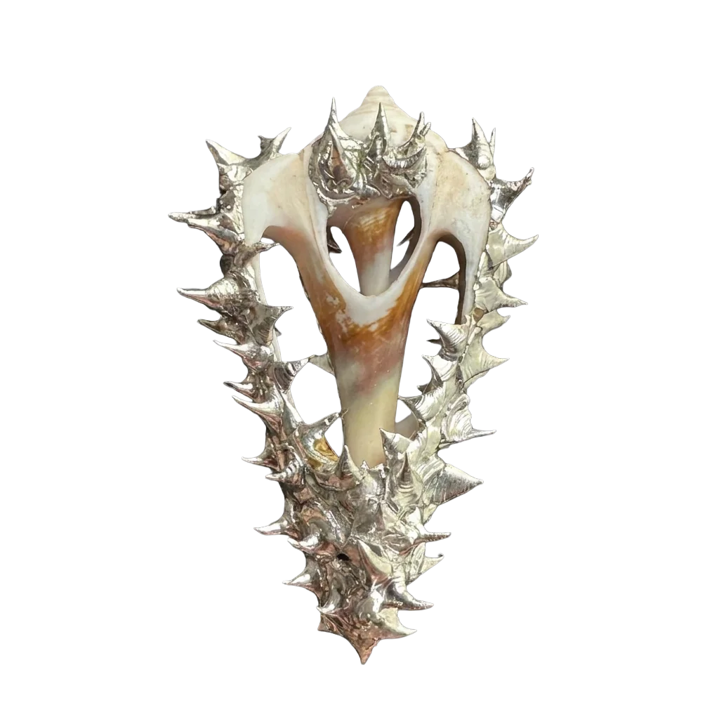 Spikey Murex